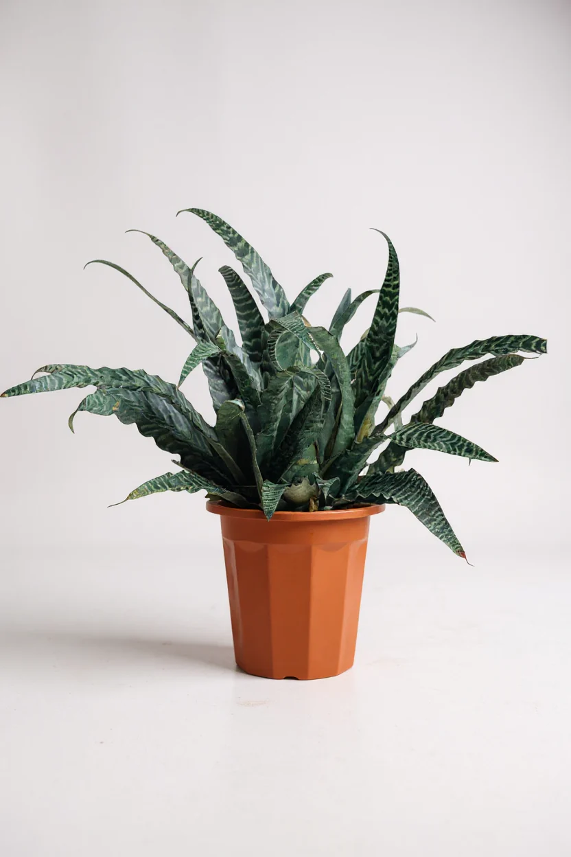 Cryptanthus Fosterianus - Image 9