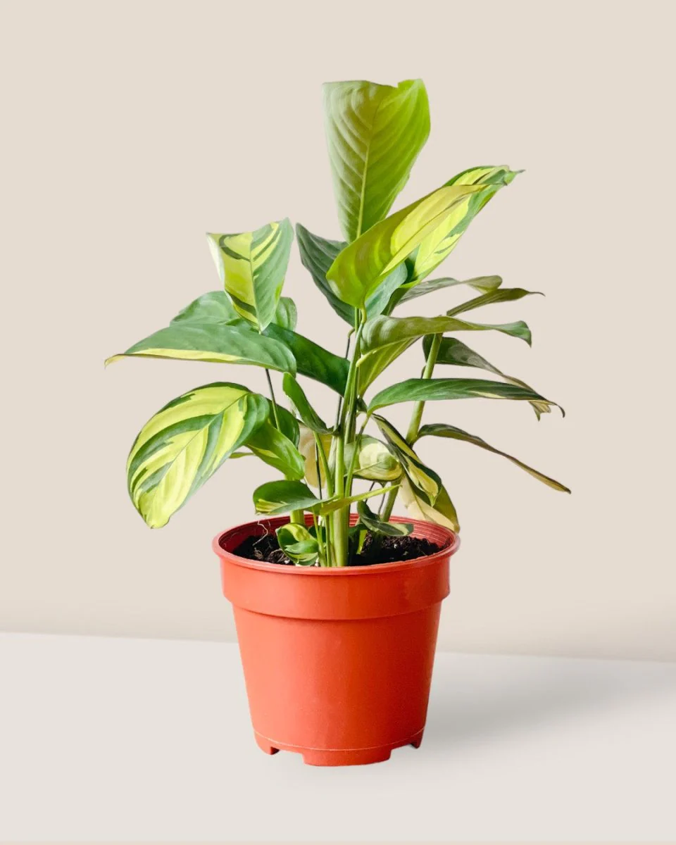 Ctenanthe Lubbersiana 'Golden Mosaic' - Image 3