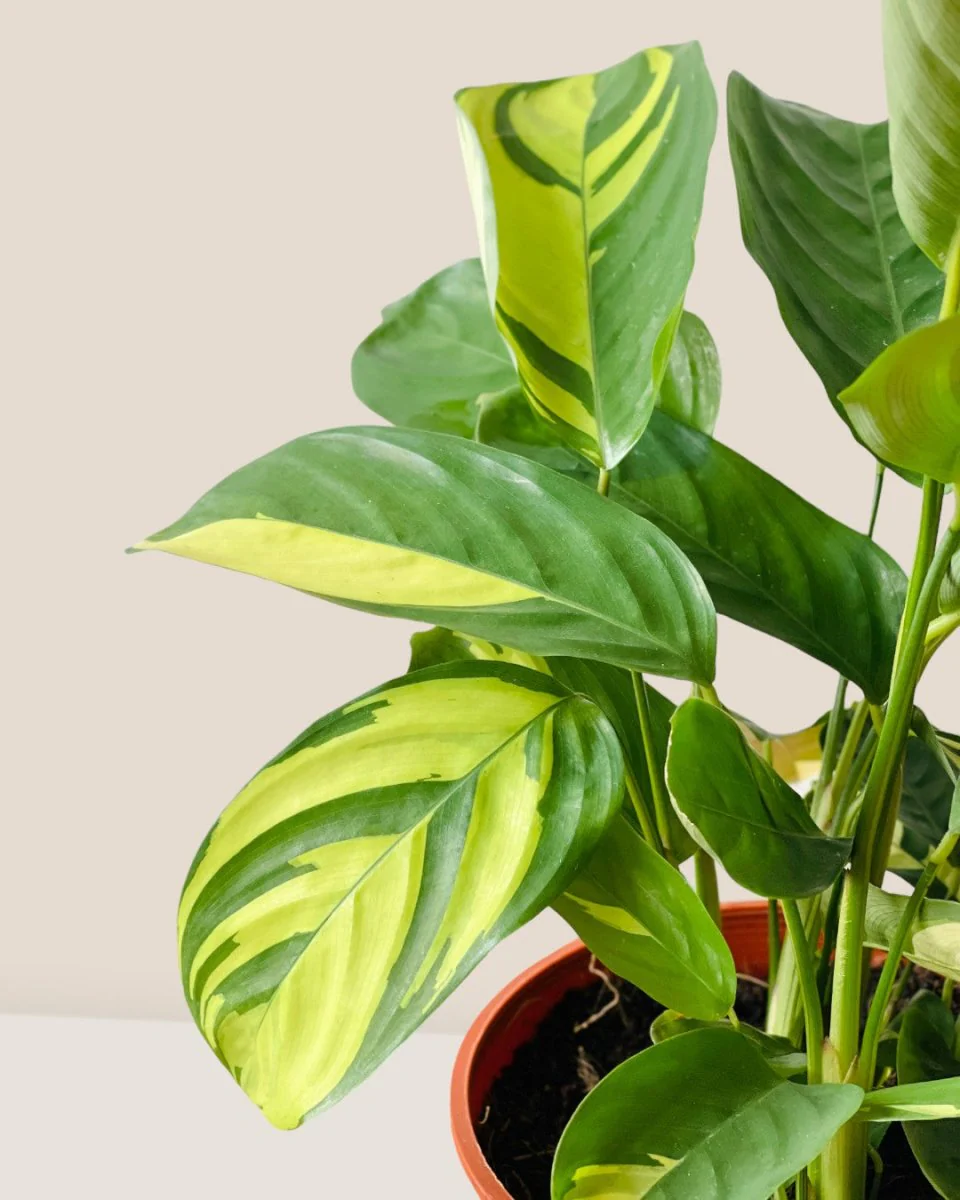 Ctenanthe Lubbersiana 'Golden Mosaic' - Image 4