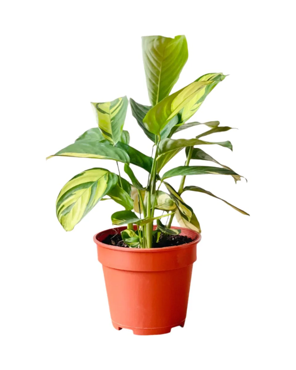 Ctenanthe Lubbersiana 'Golden Mosaic' - Image 5