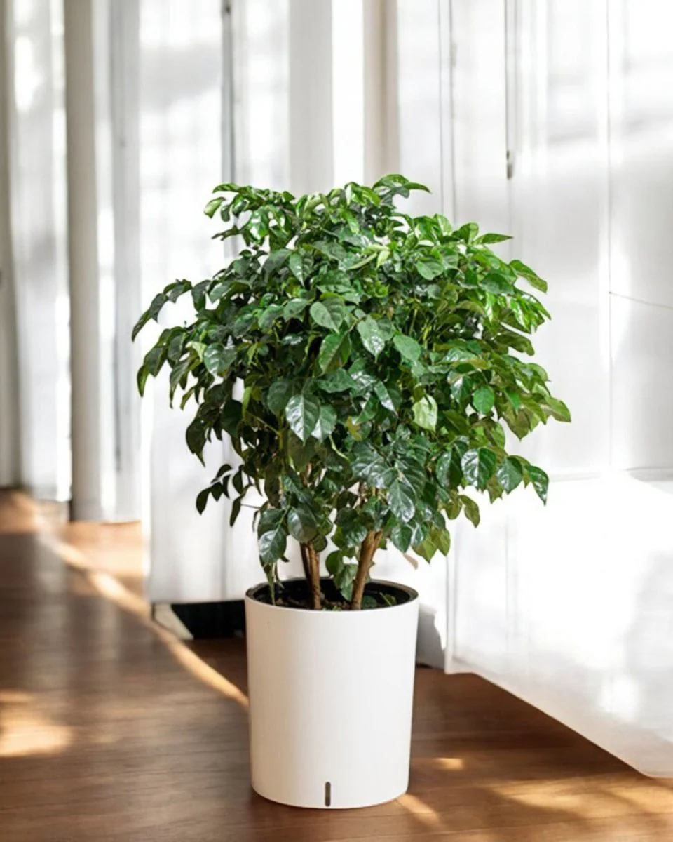 Cylinder HydroEase Pot - XL