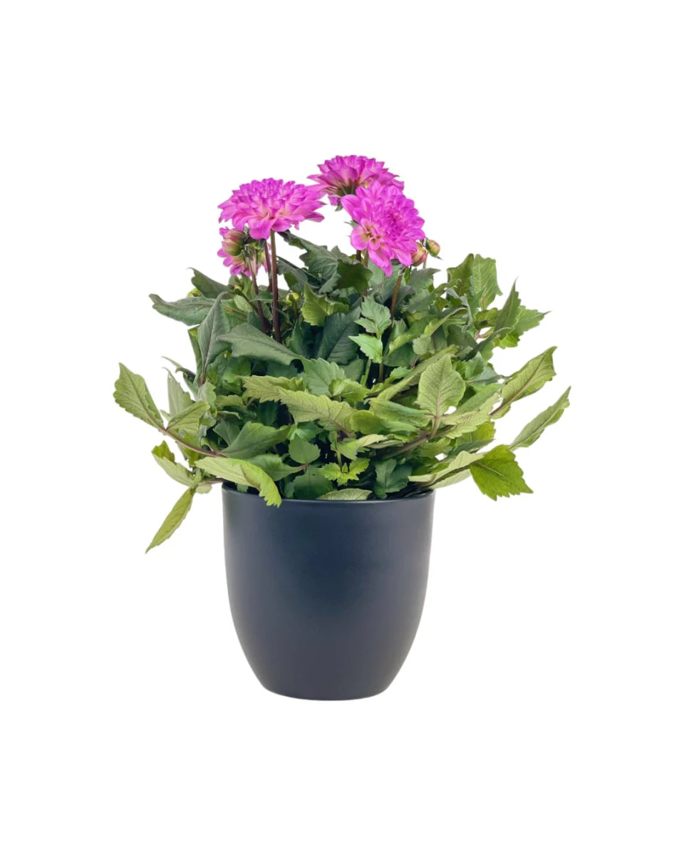 Dahlia Plant