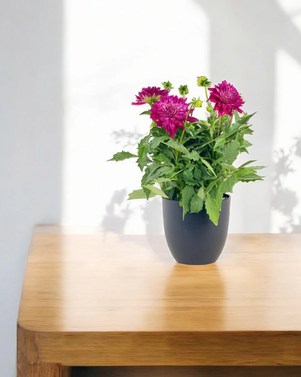 Dahlia Plant - Image 2