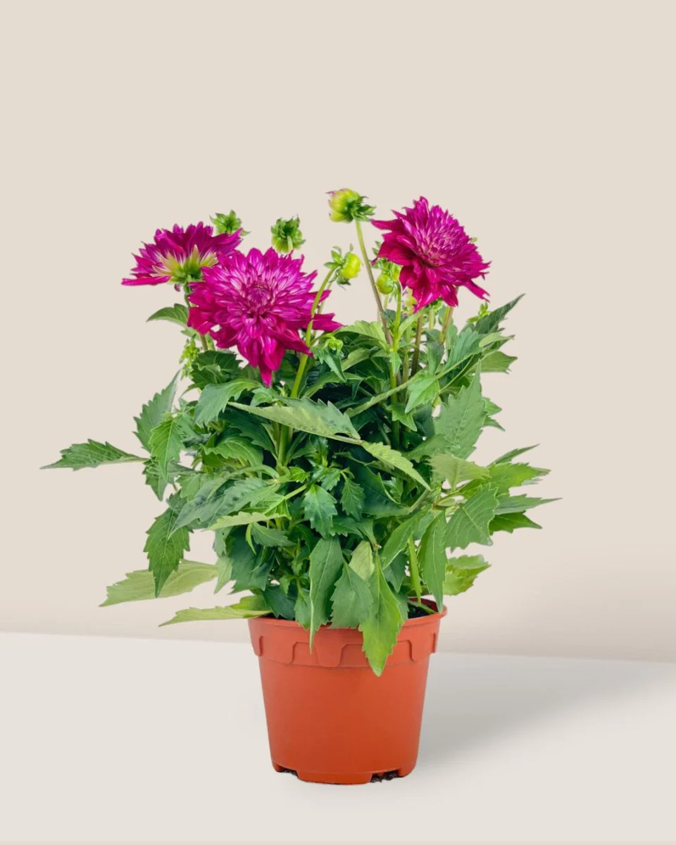 Dahlia Plant - Image 3
