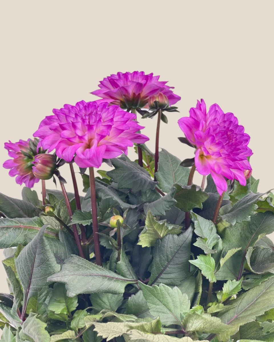 Dahlia Plant - Image 4