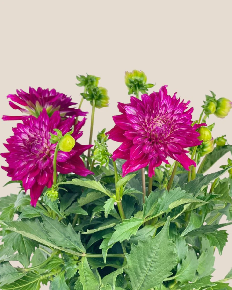 Dahlia Plant - Image 5