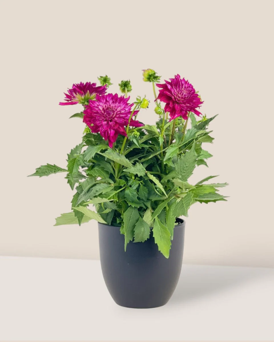Dahlia Plant - Image 6