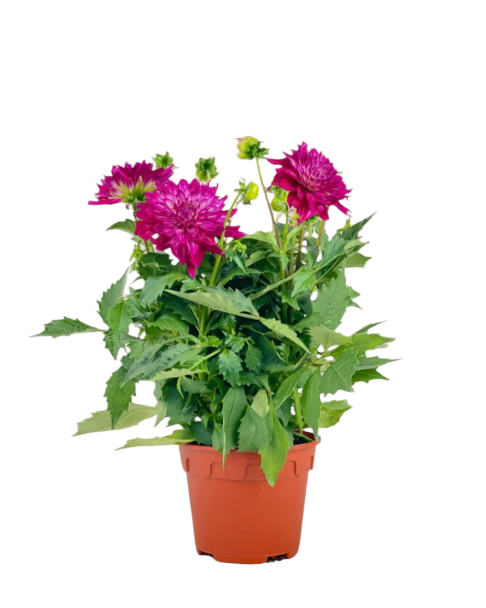 Dahlia Plant - Image 7