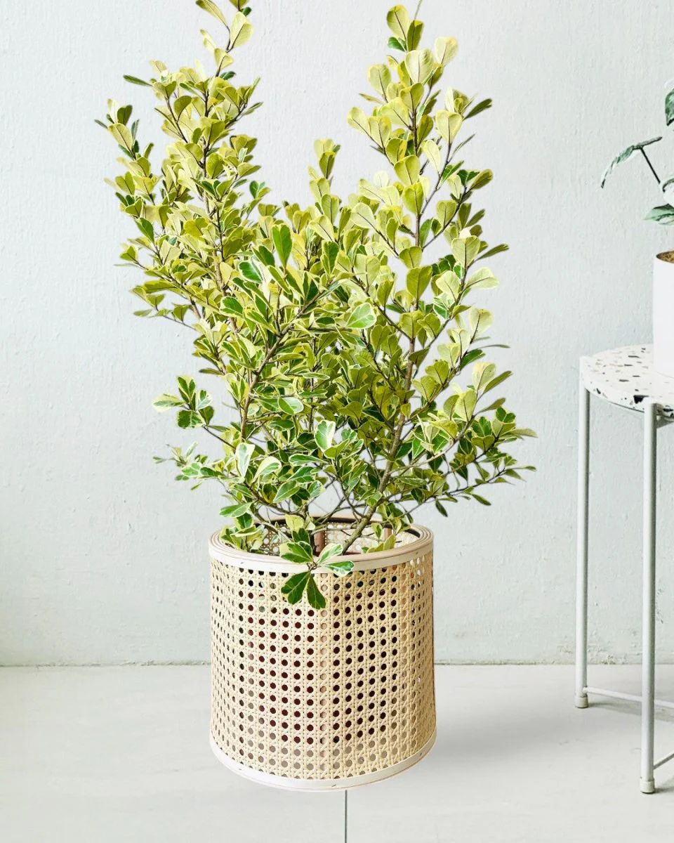 Daphne Basket - Image 3