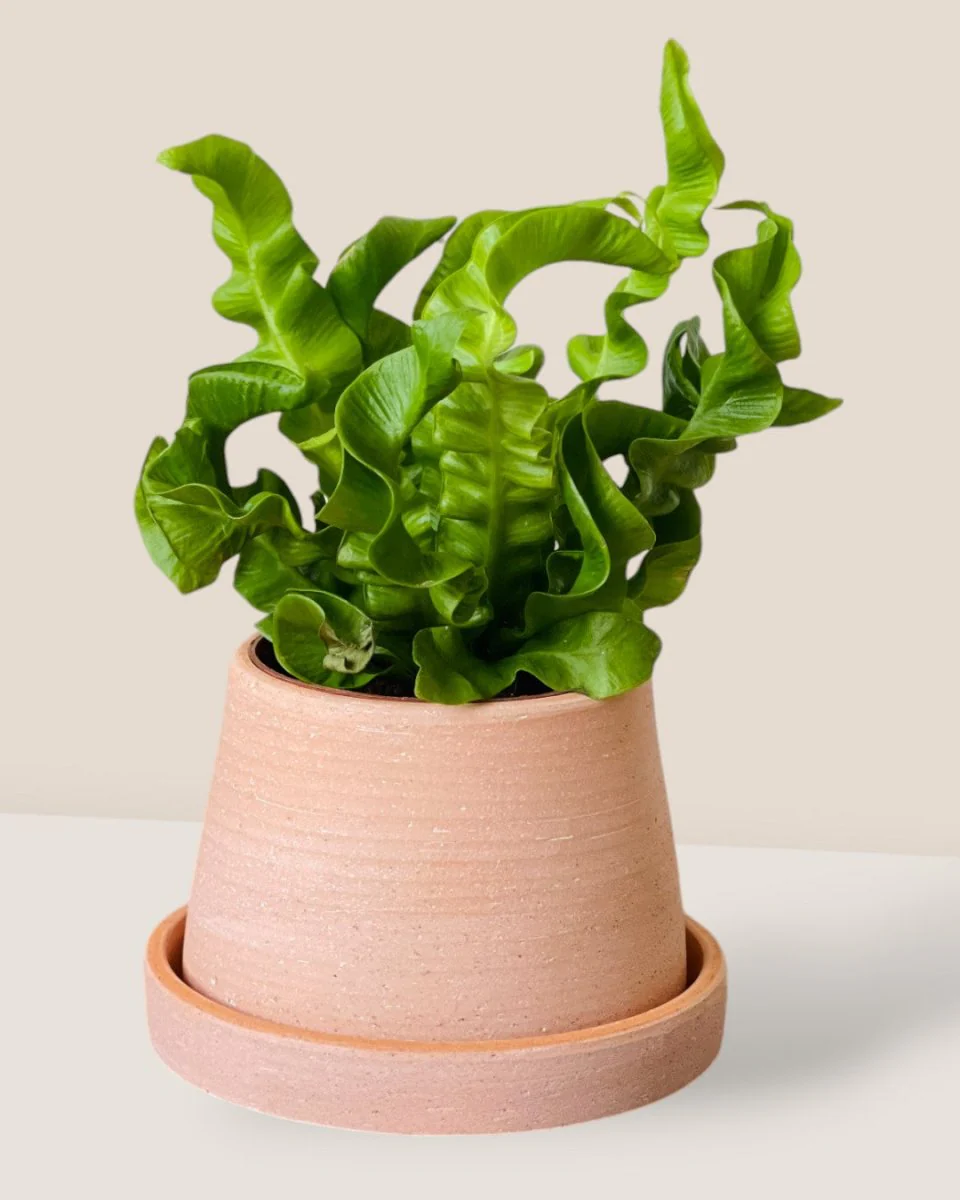 Dara Terracotta Pot - Image 2