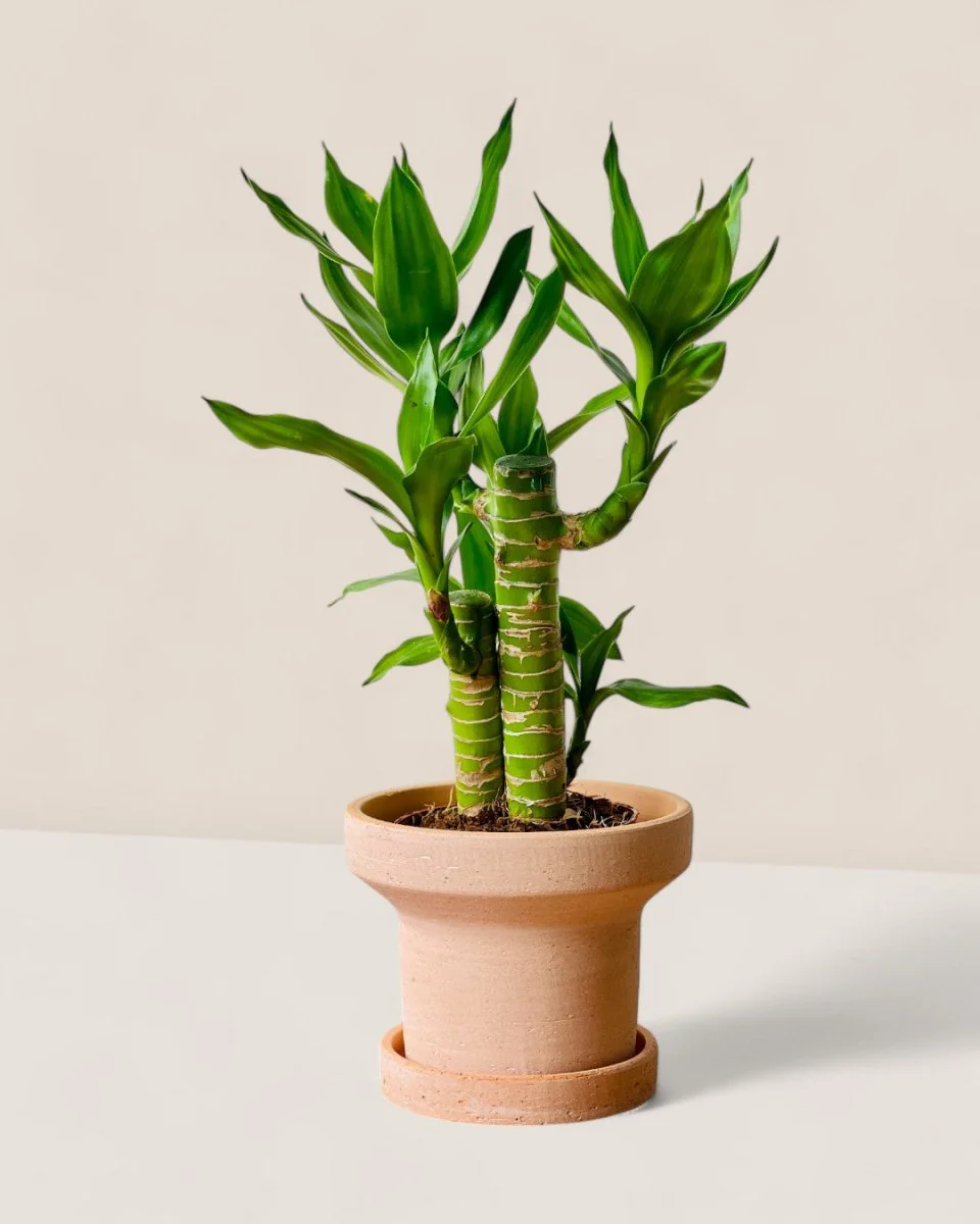 Dara Terracotta Pot - Image 5