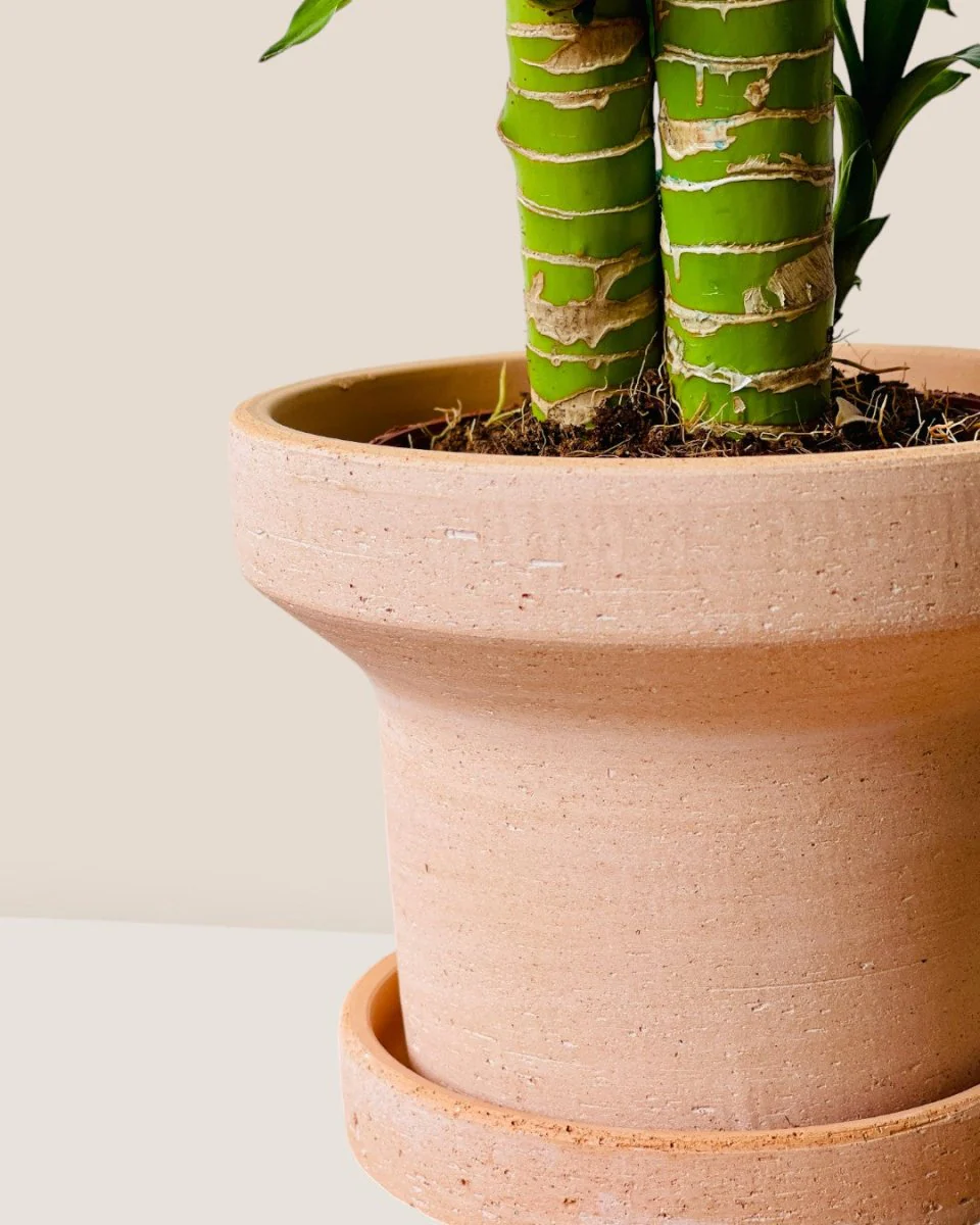 Dara Terracotta Pot - Image 6