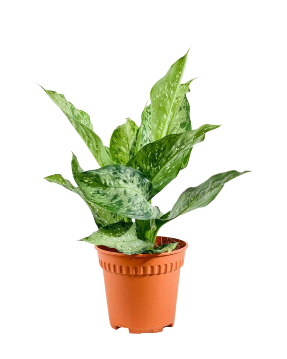Dieffenbachia Americano - Image 10