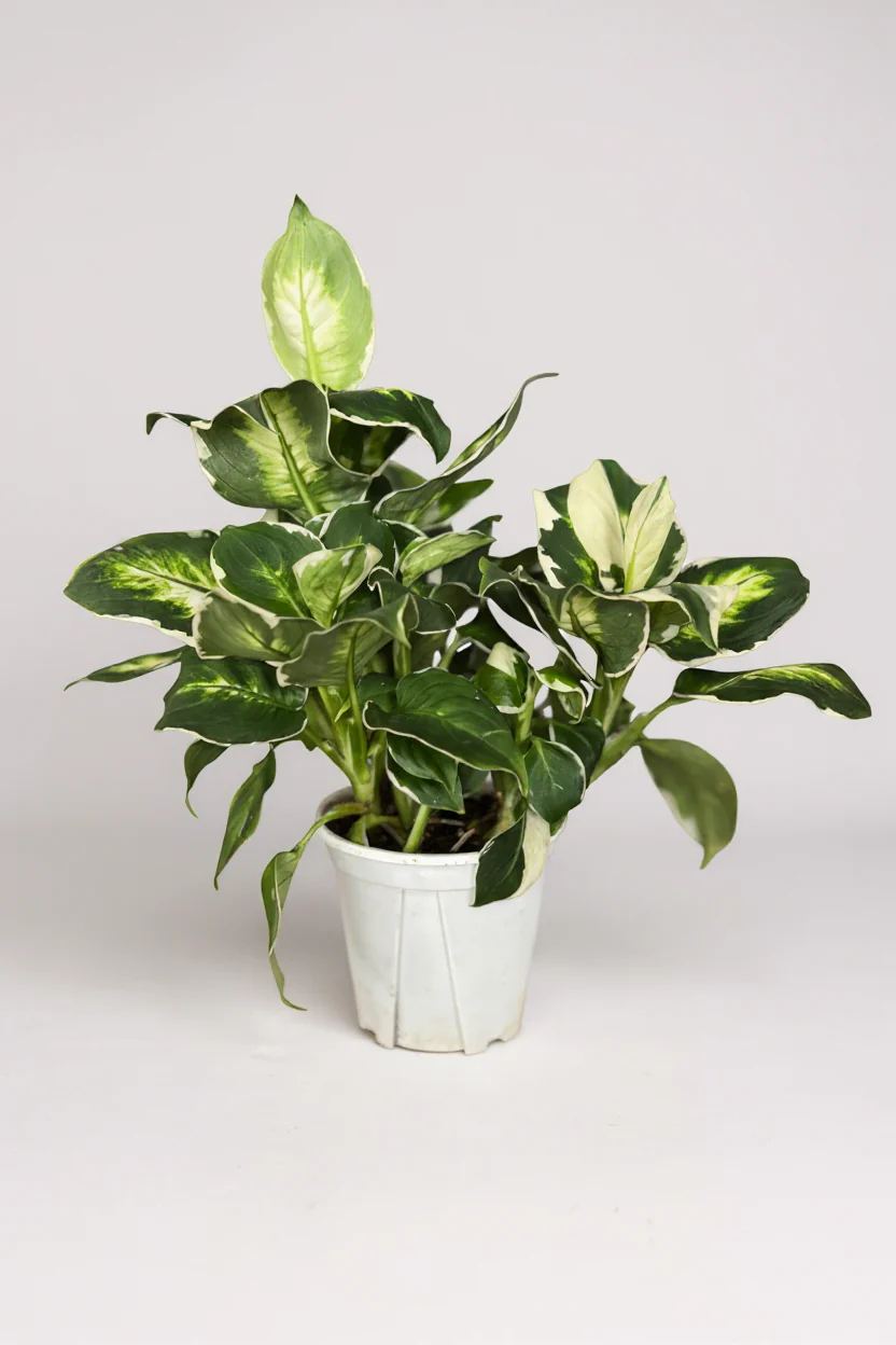 Dieffenbachia ‘Camille’ - Image 9