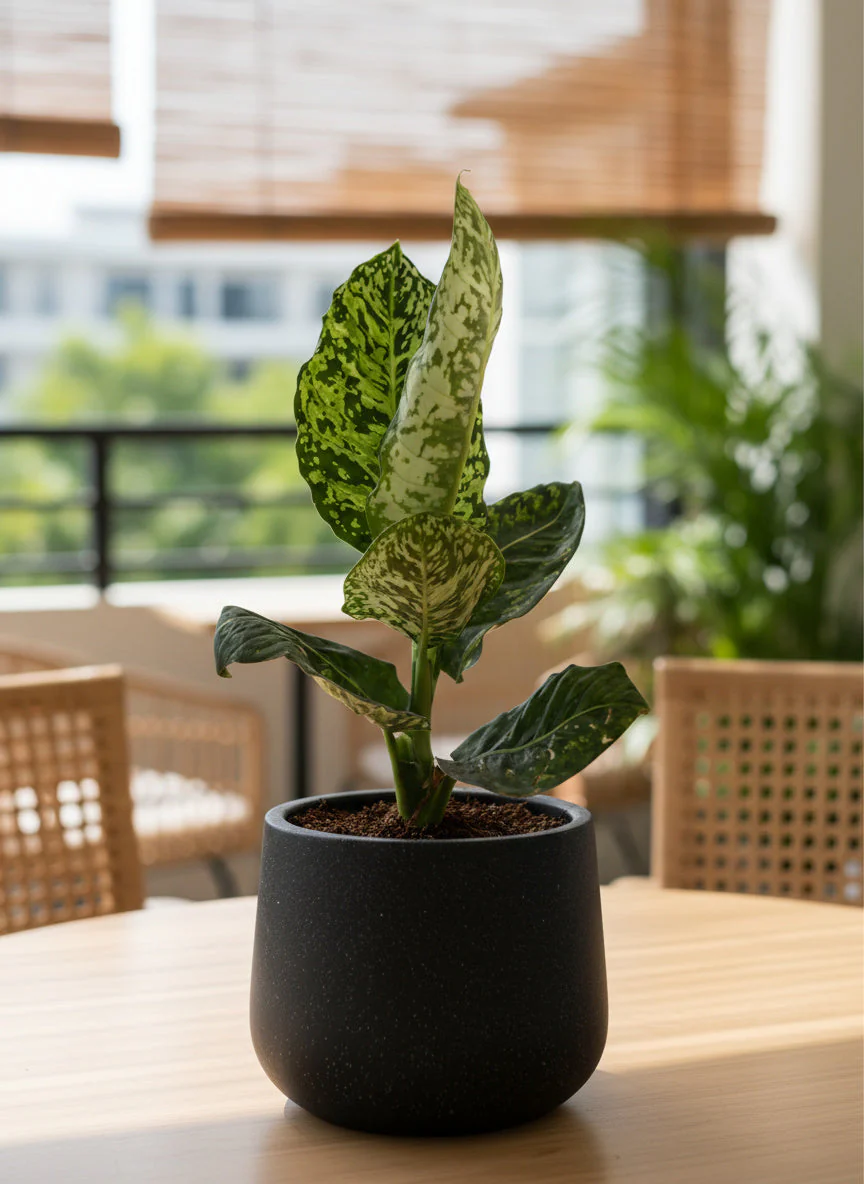 Dieffenbachia Cheetah