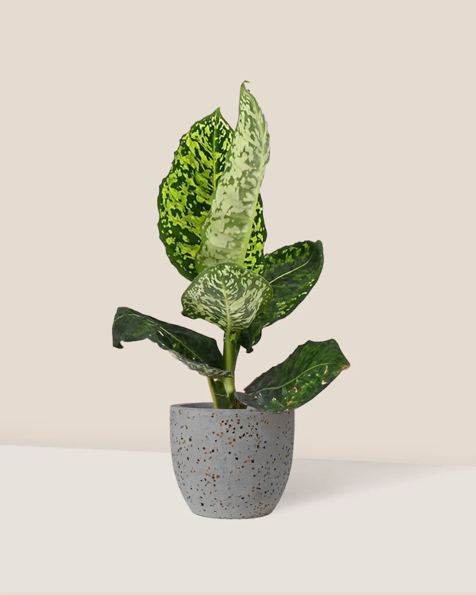 Dieffenbachia Cheetah - Image 10