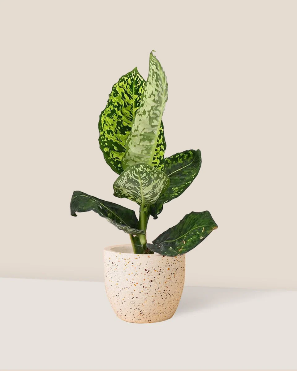 Dieffenbachia Cheetah - Image 11