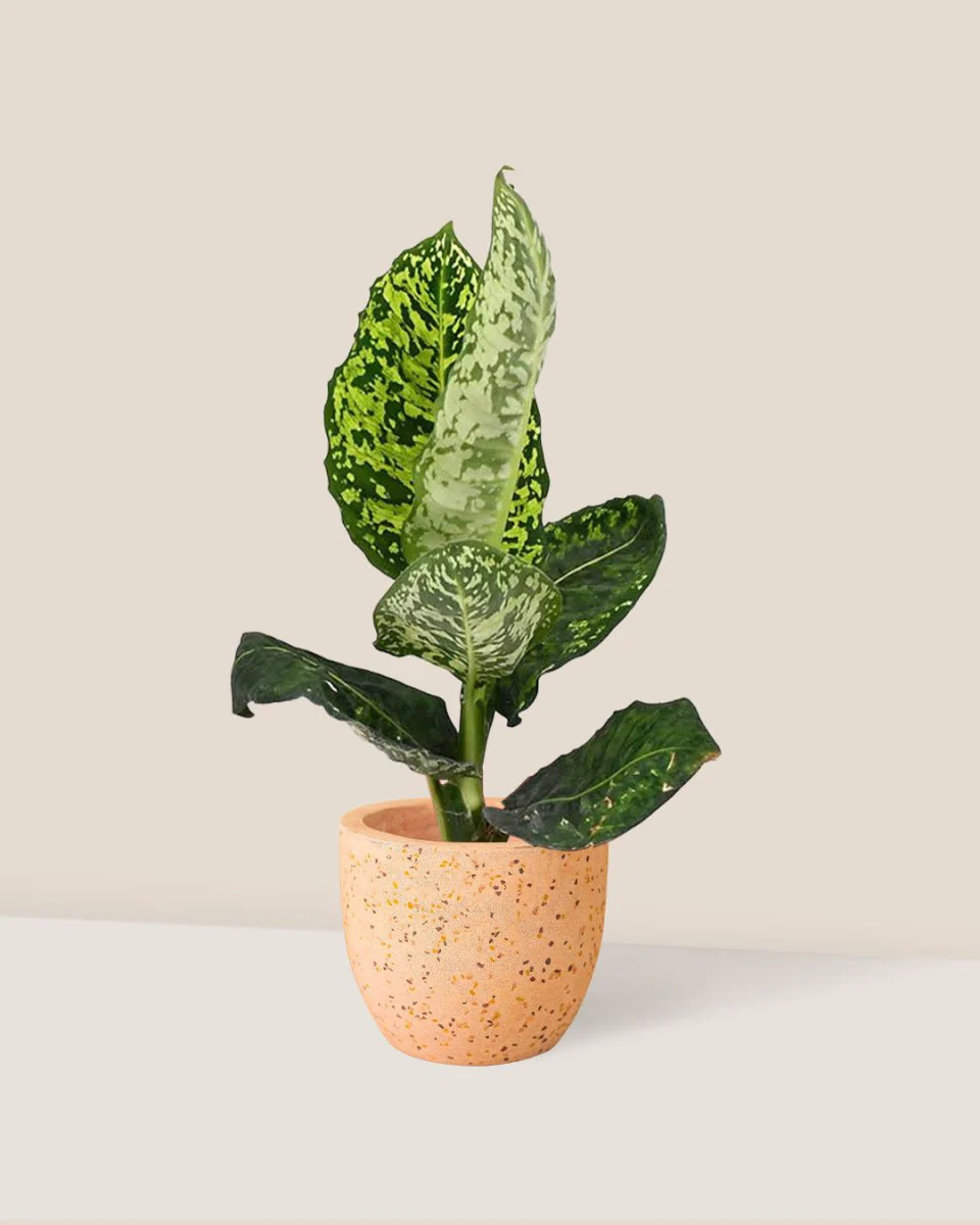 Dieffenbachia Cheetah - Image 12