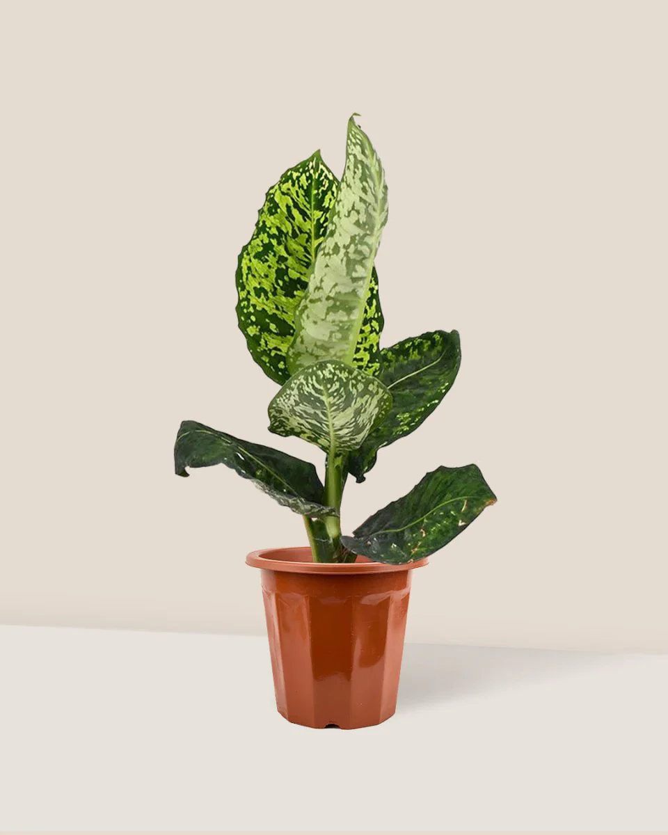 Dieffenbachia Cheetah - Image 13