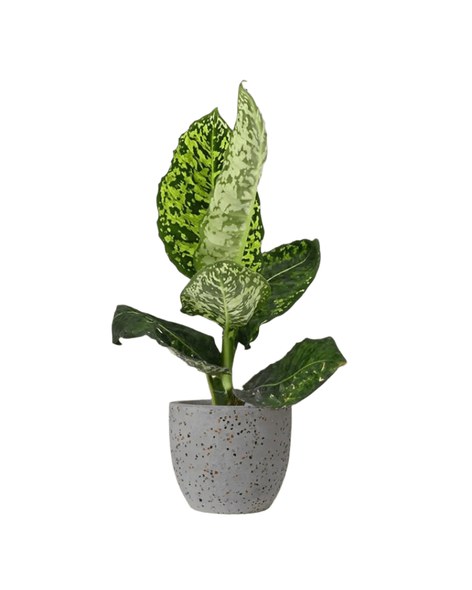 Dieffenbachia Cheetah - Image 14