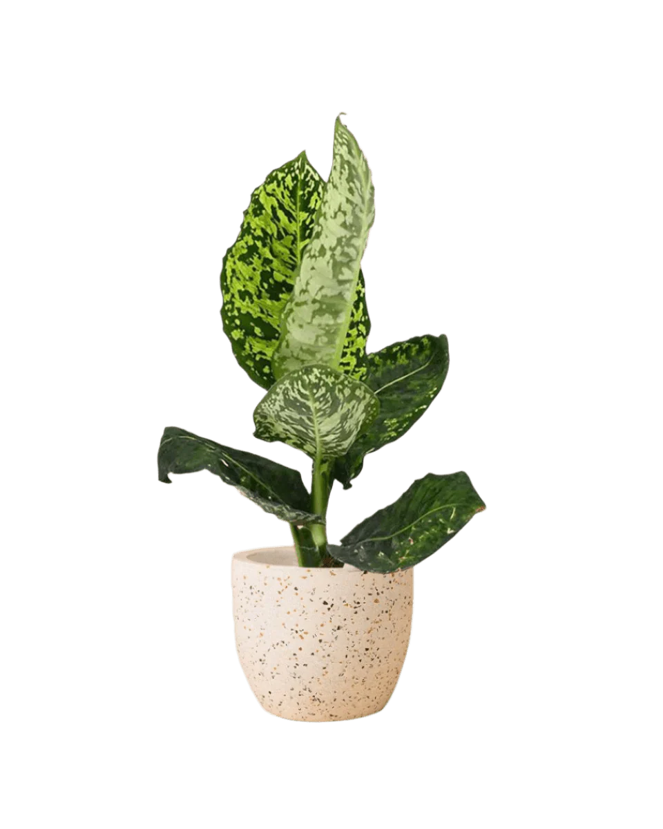 Dieffenbachia Cheetah - Image 15
