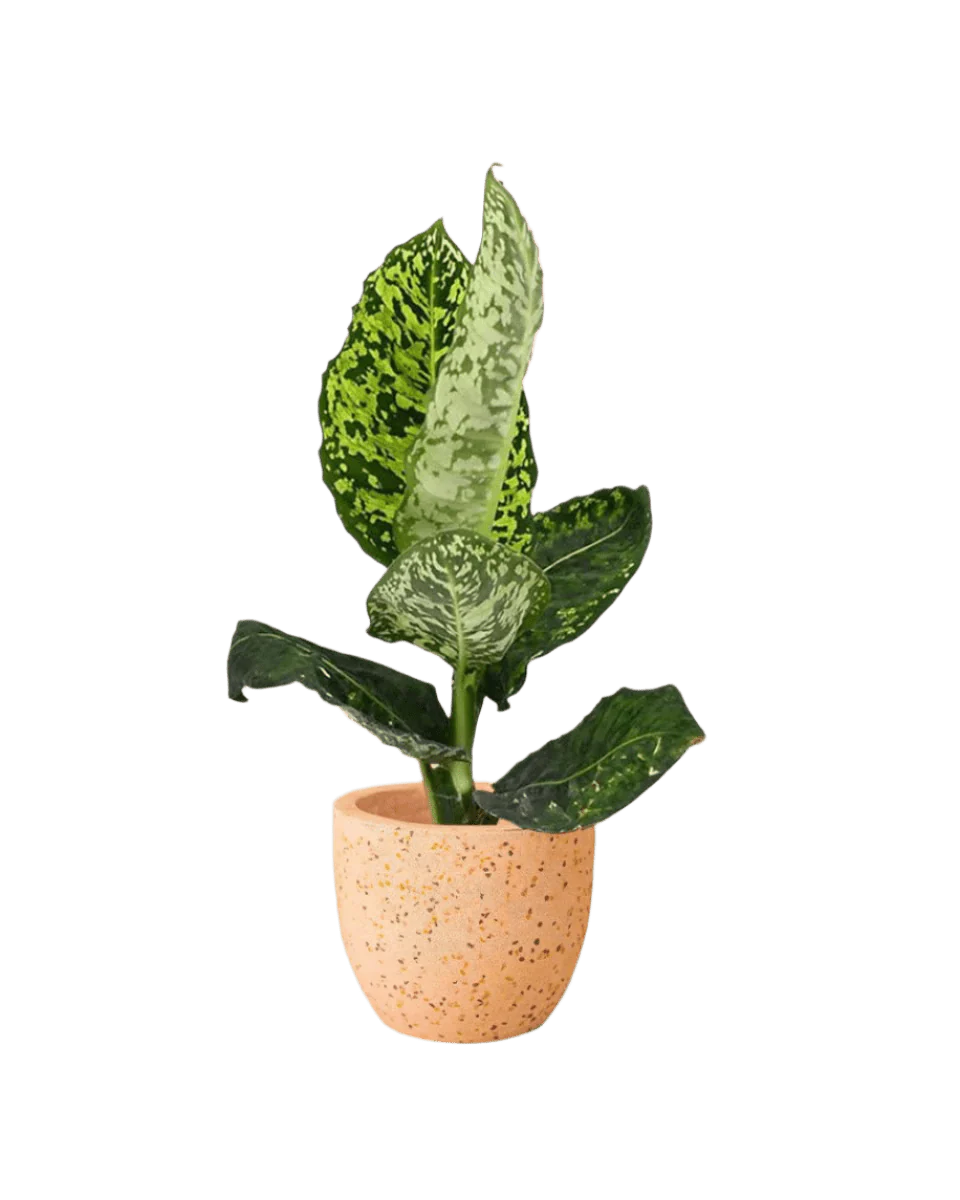 Dieffenbachia Cheetah - Image 16