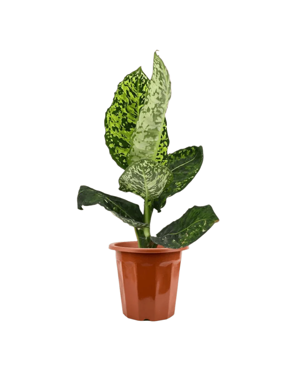 Dieffenbachia Cheetah - Image 17