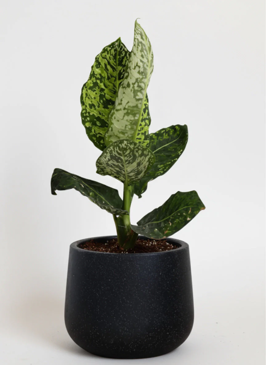 Dieffenbachia Cheetah - Image 5