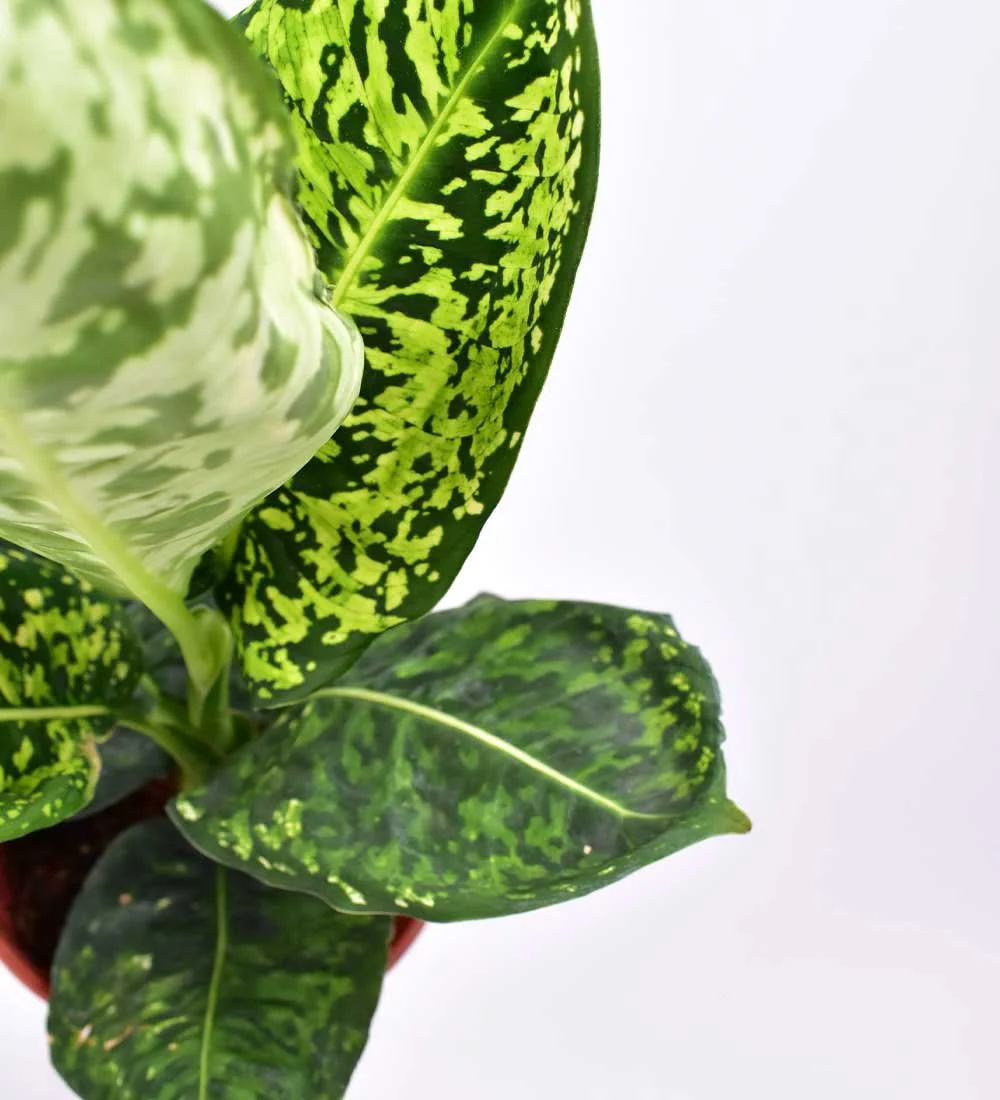 Dieffenbachia Cheetah - Image 7