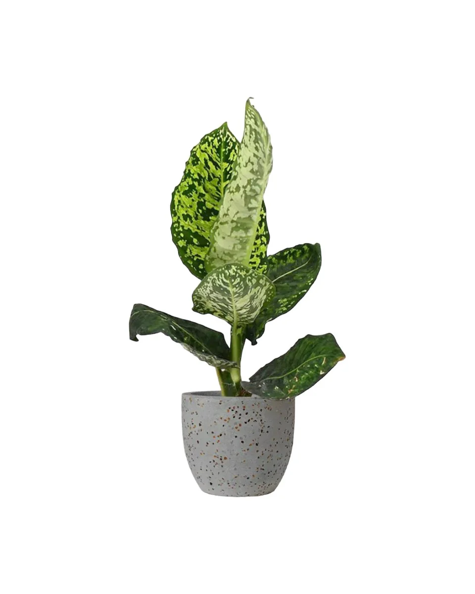 Dieffenbachia Cheetah - Image 8