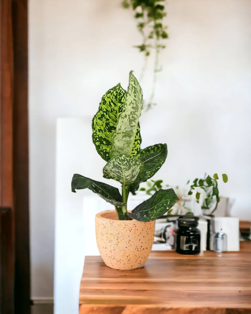 Dieffenbachia Cheetah - Image 9