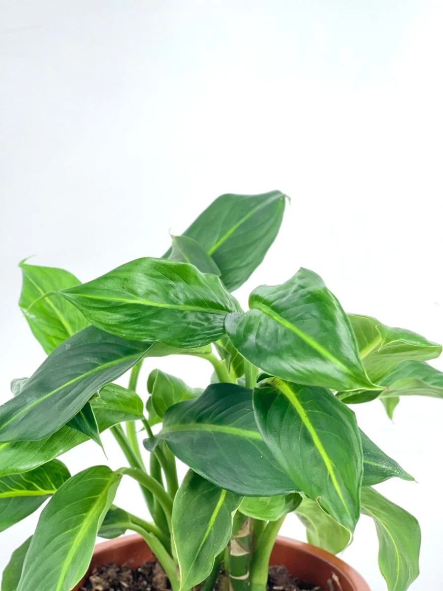 Dieffenbachia Green Magic - Image 10