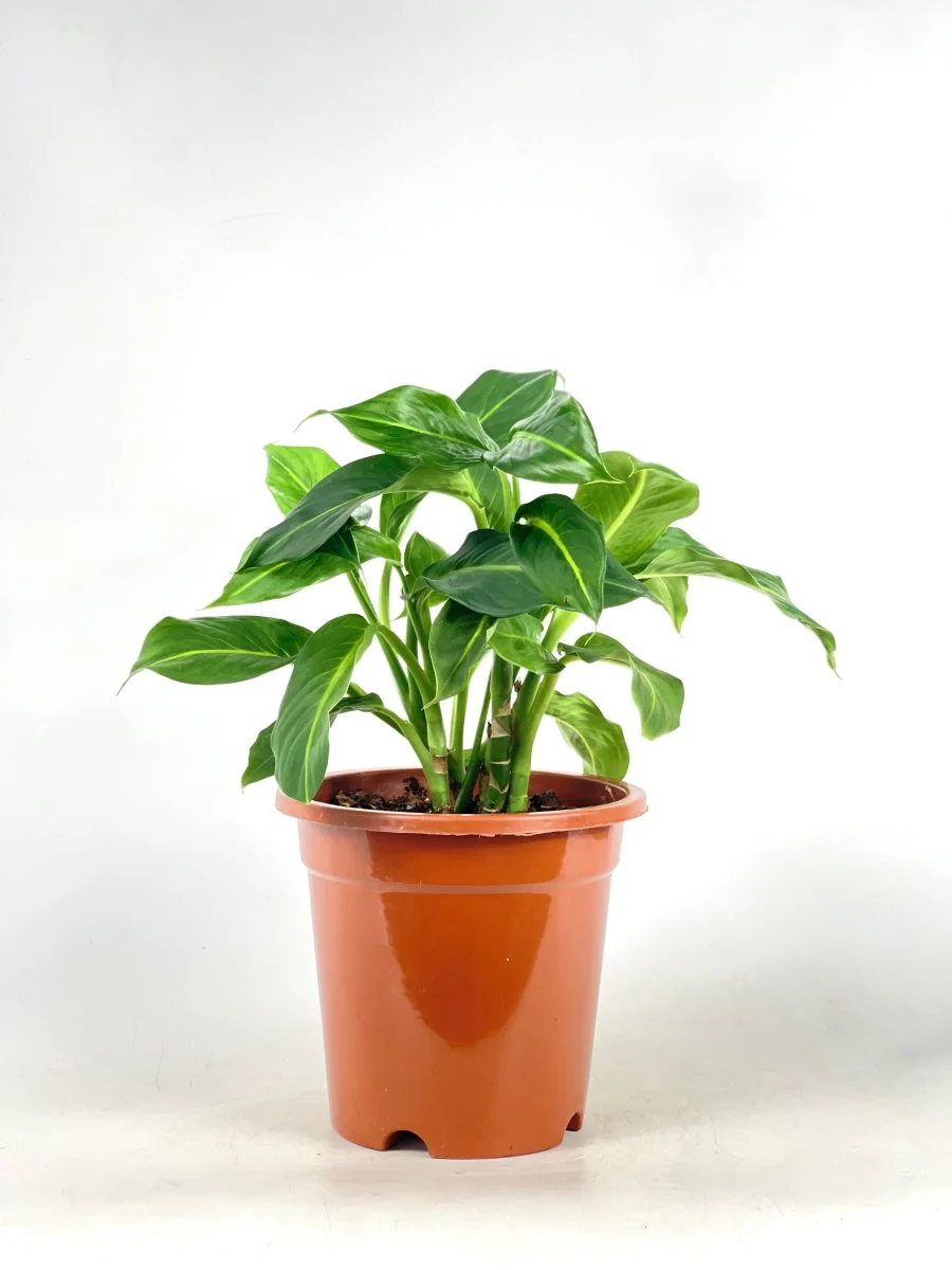 Dieffenbachia Green Magic - Image 11