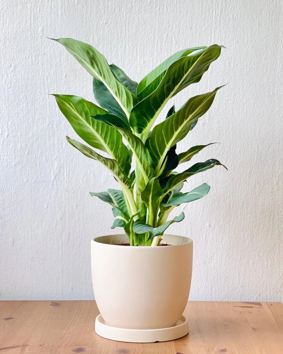 Dieffenbachia Green Magic - Image 12