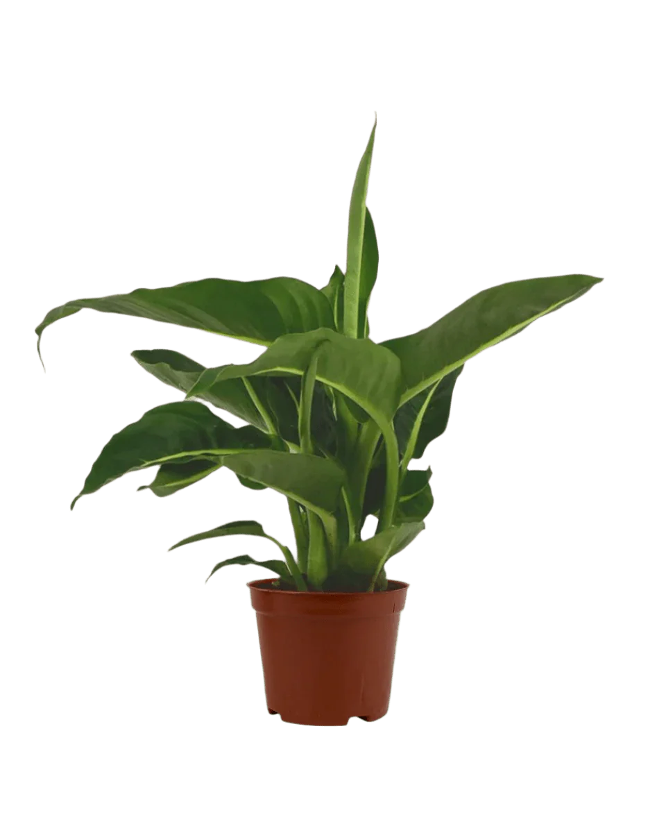 Dieffenbachia Green Magic - Image 13