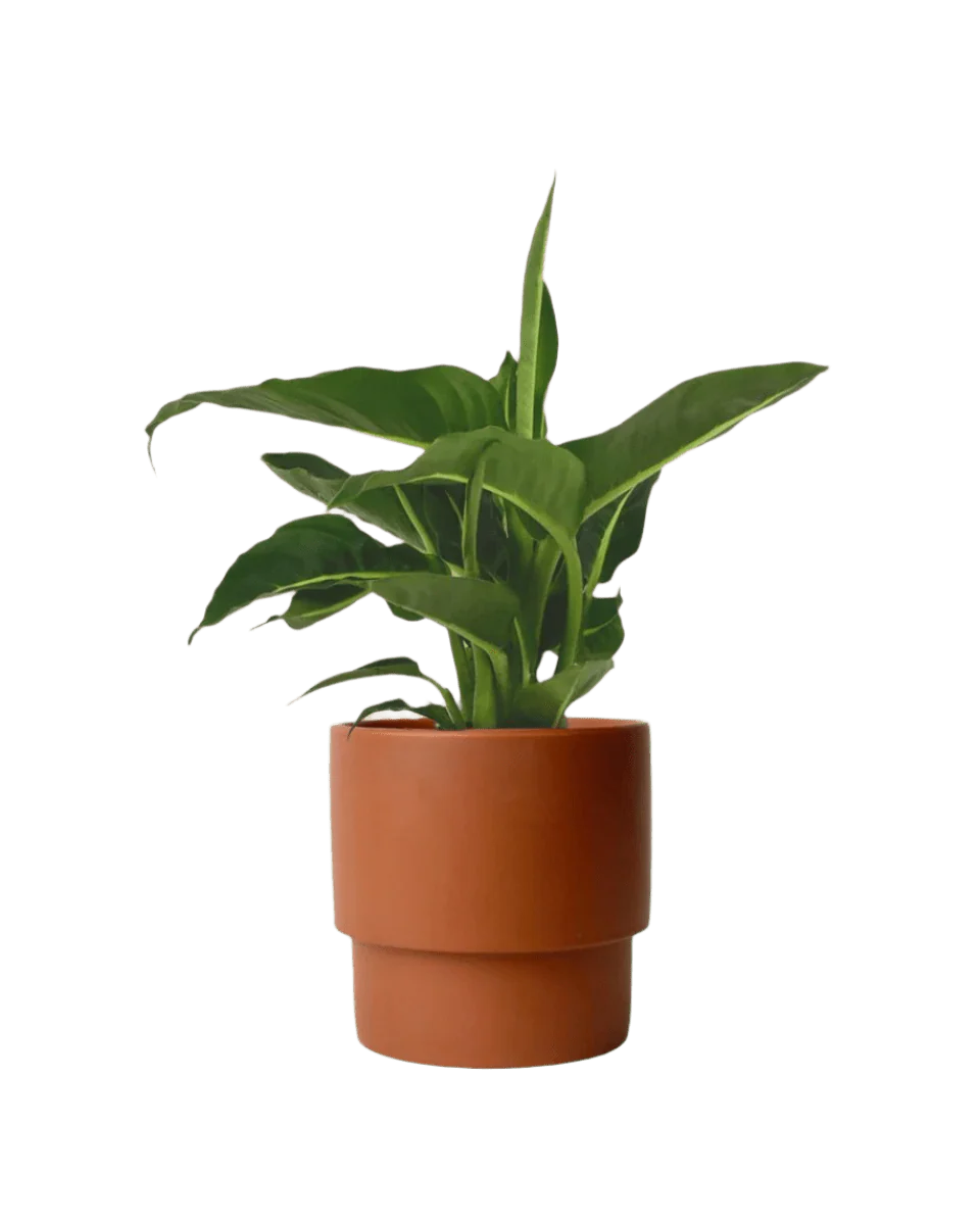 Dieffenbachia Green Magic - Image 14