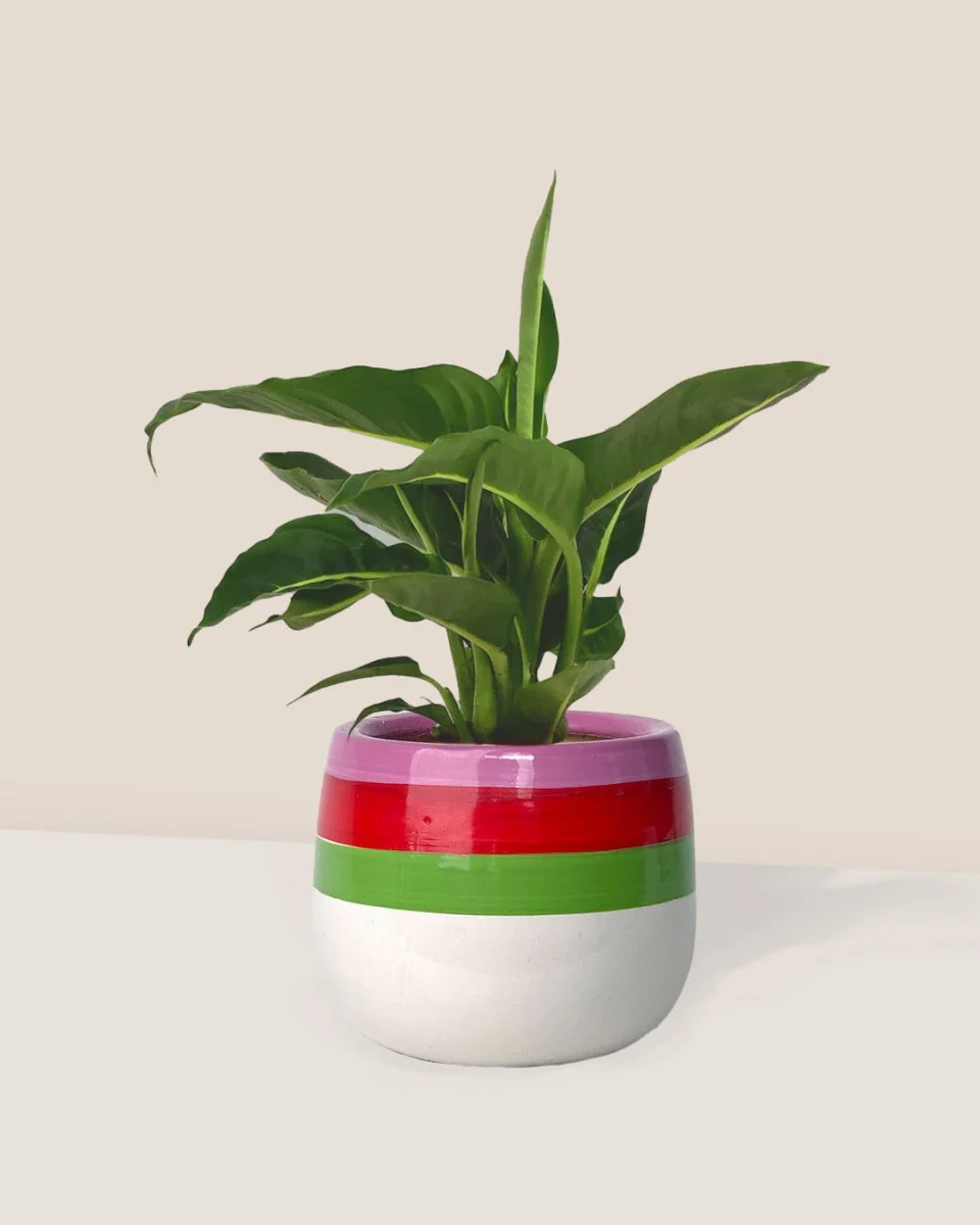 Dieffenbachia Green Magic - Image 3