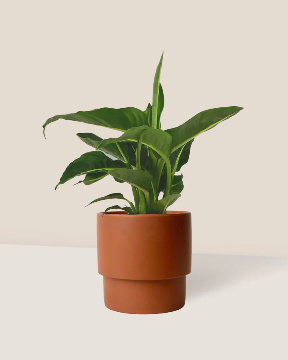 Dieffenbachia Green Magic - Image 4