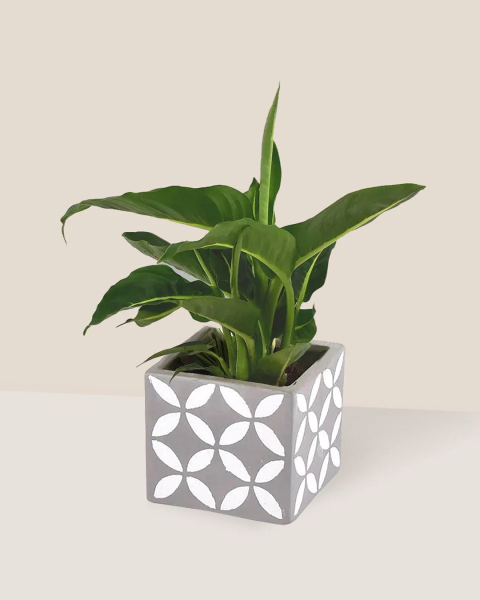 Dieffenbachia Green Magic - Image 5