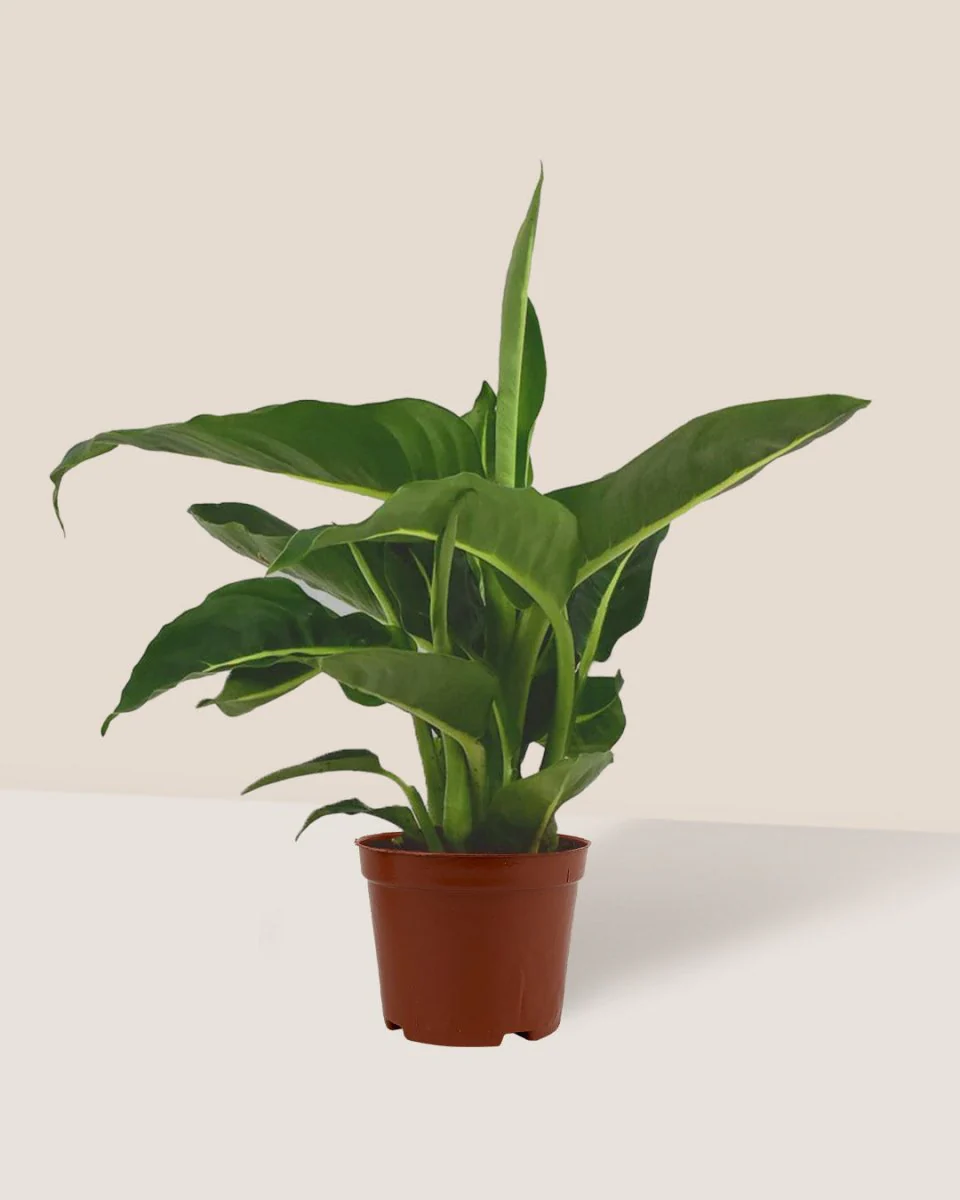 Dieffenbachia Green Magic - Image 6