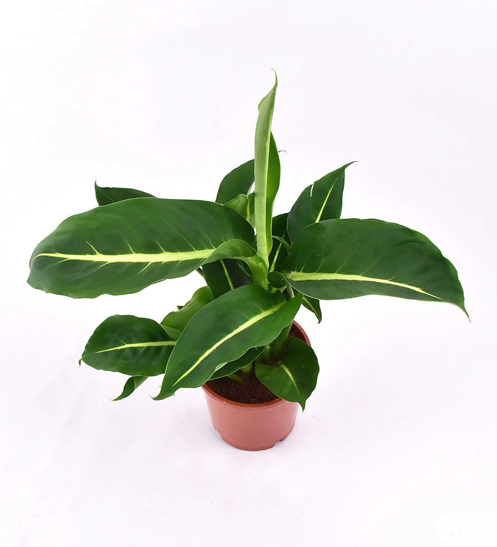 Dieffenbachia Green Magic - Image 7