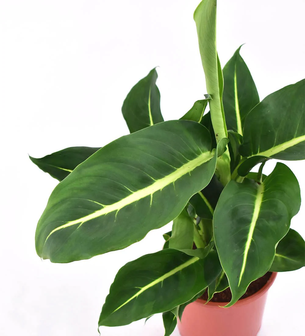Dieffenbachia Green Magic - Image 8