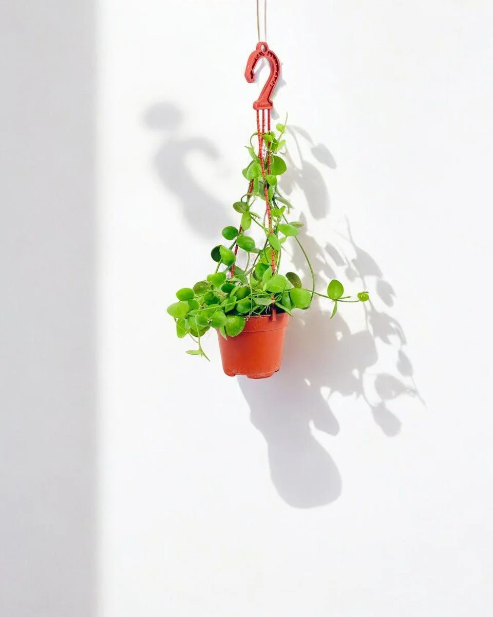 Dischidia Pectinoides - Pocket Money Plant - Image 10