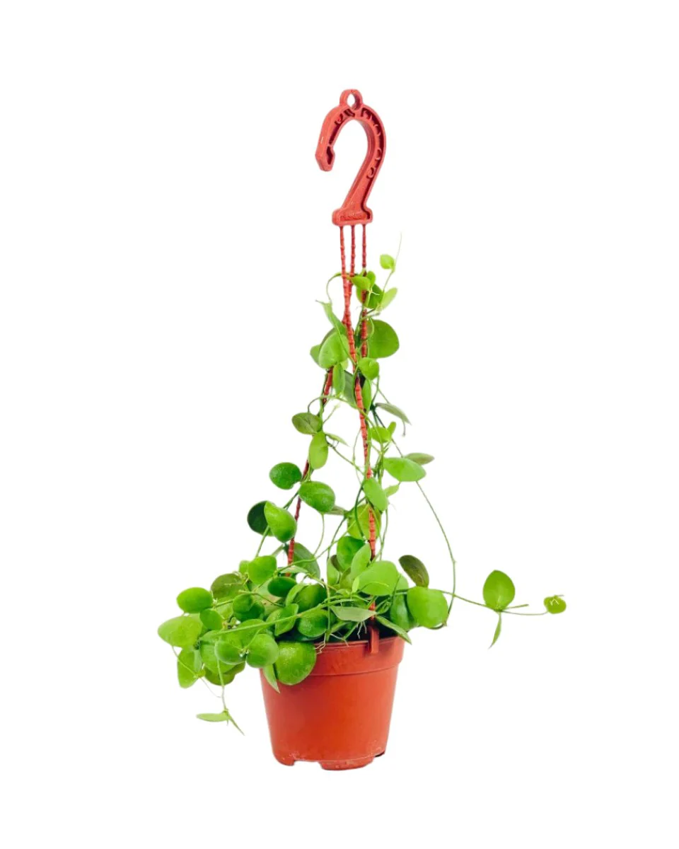 Dischidia Pectinoides - Pocket Money Plant - Image 9
