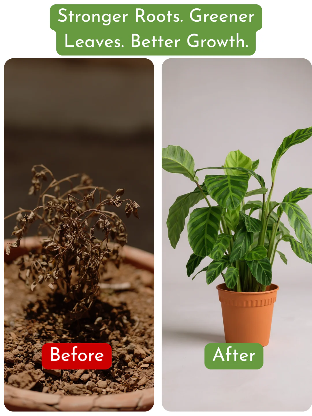 Down To Earth. All Purpose Plant Food - Image 4
