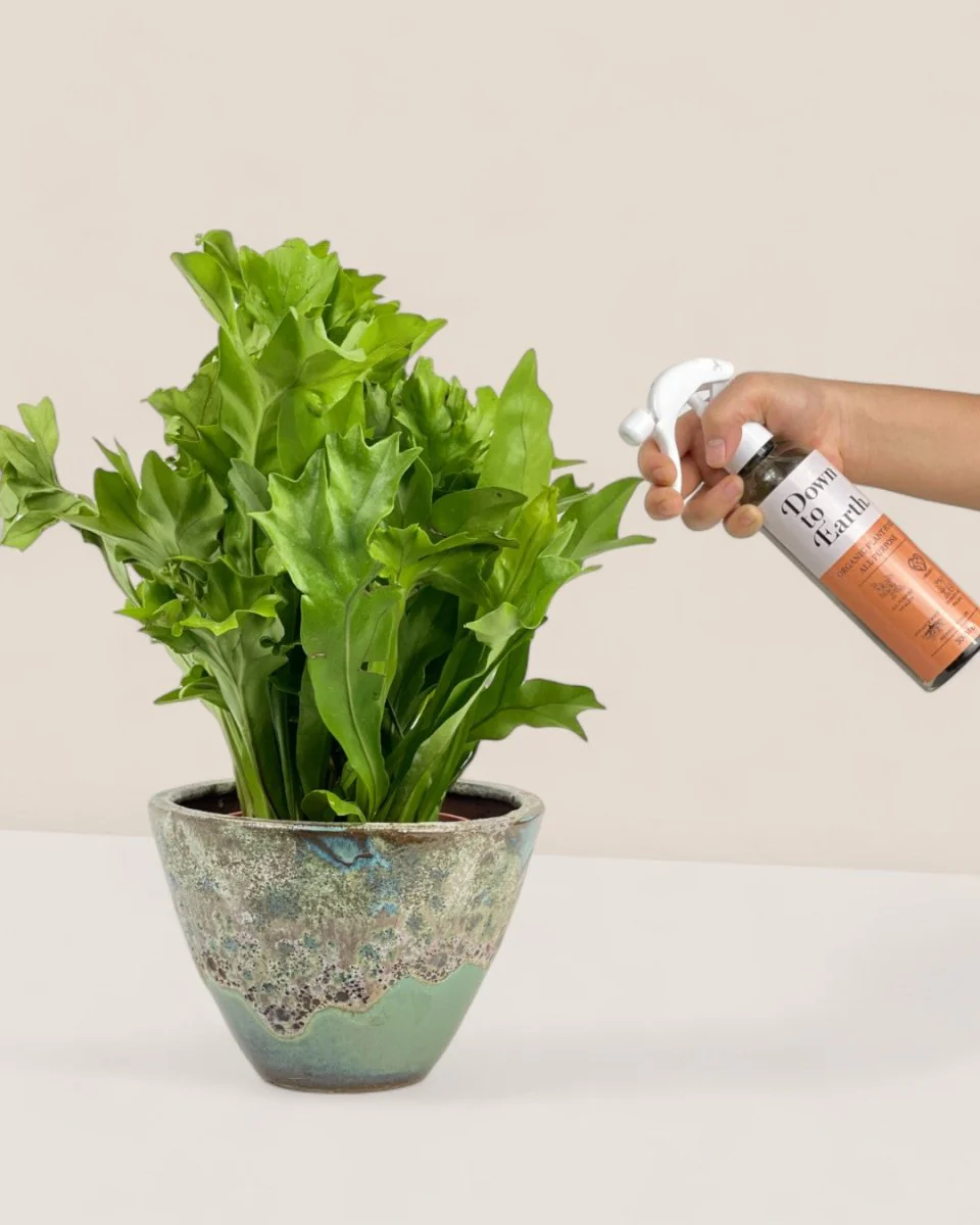 Down To Earth. All Purpose Plant Food - Image 7