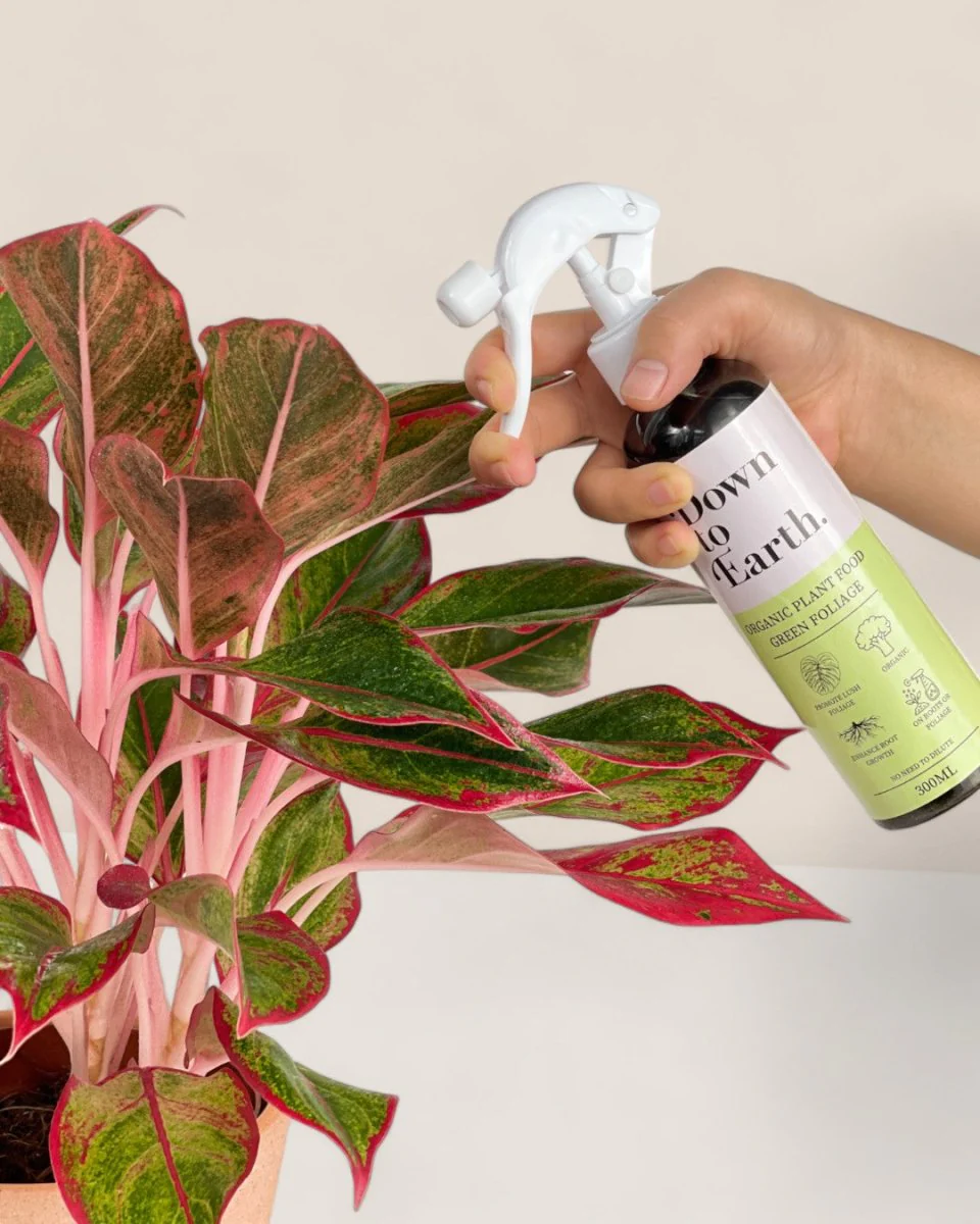 Down To Earth. Organic Plant Tonic - Image 3