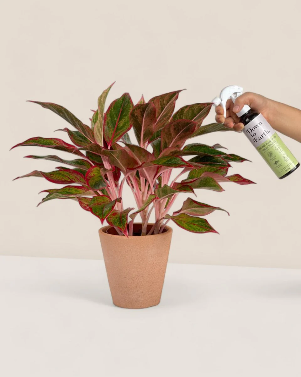Down To Earth. Organic Plant Tonic - Image 4