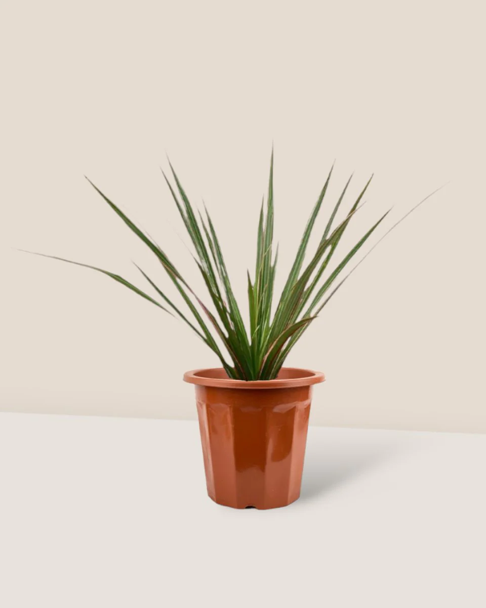 Dracaena Bicolour - Small - Image 10