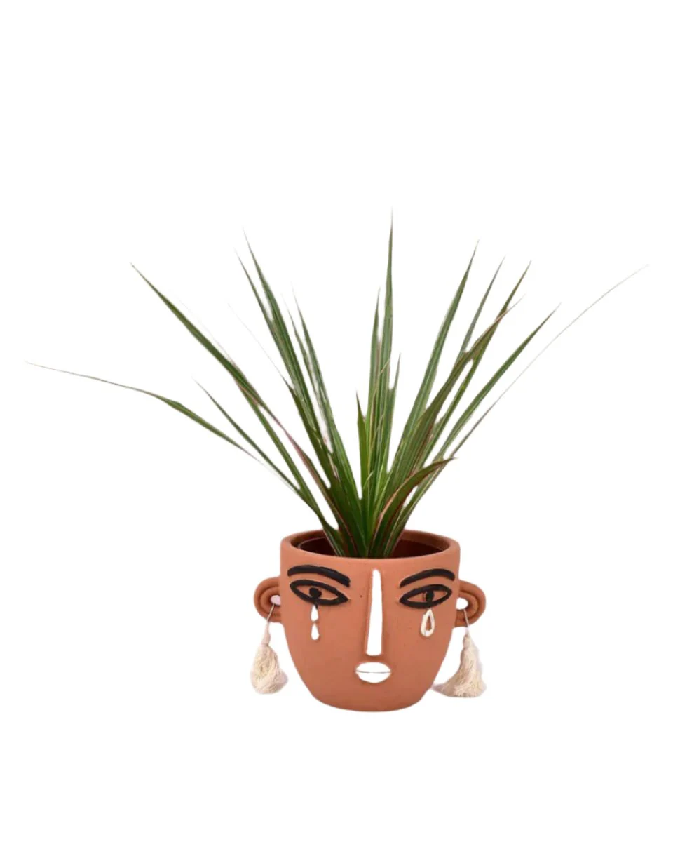 Dracaena Bicolour - Small - Image 11